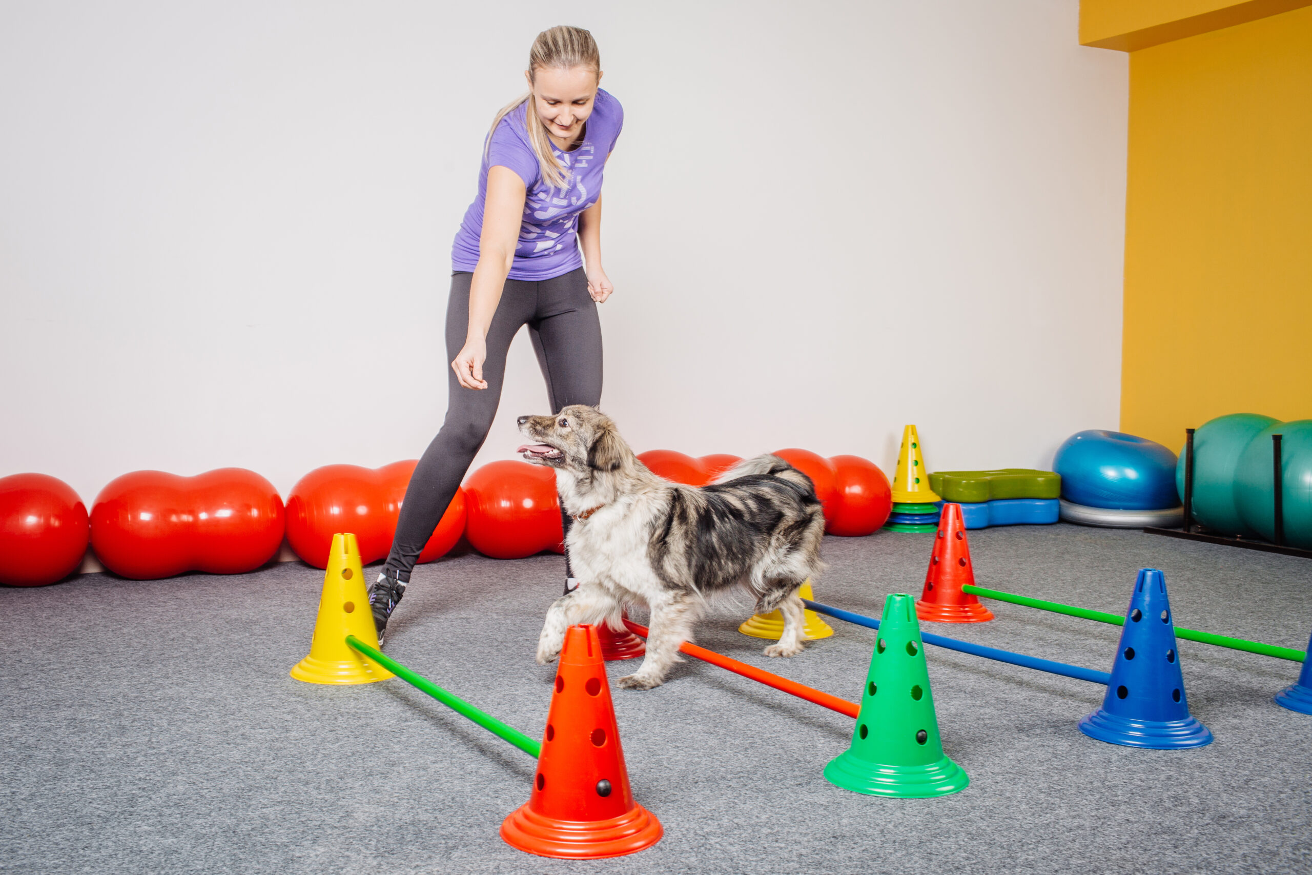 dog training classes