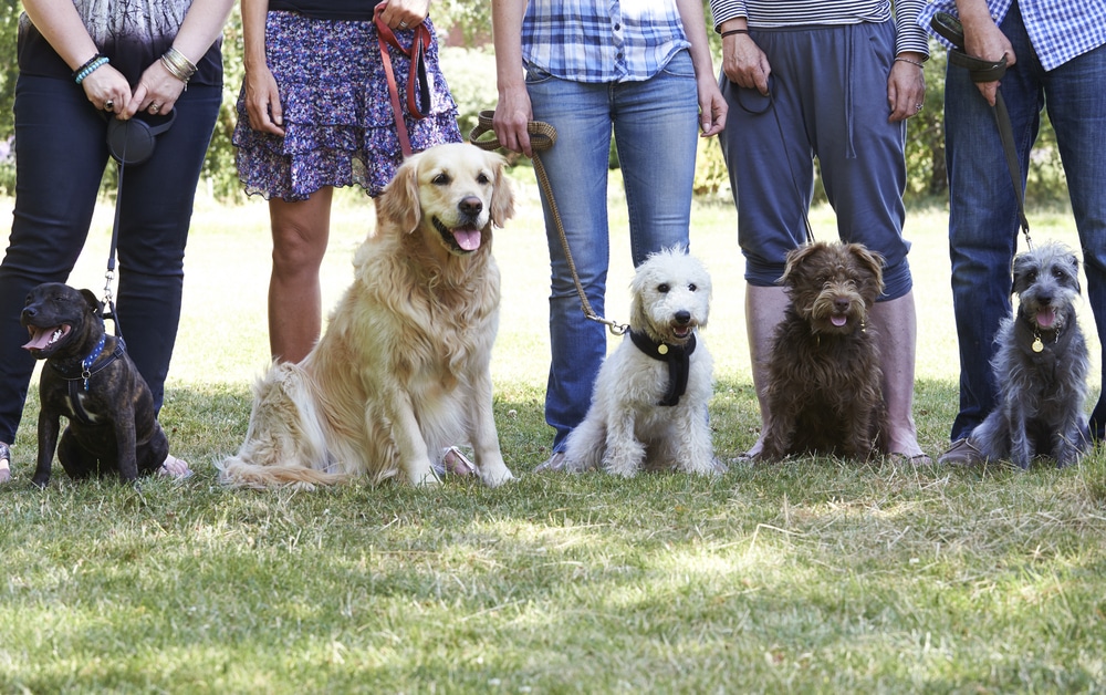 Positive Dog Training