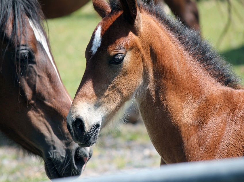 Equine Studies Courses